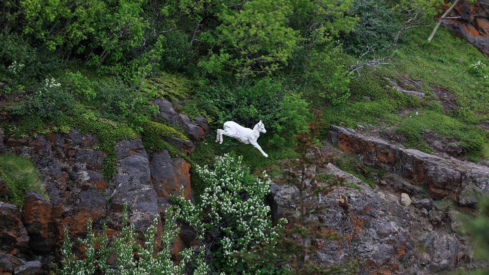 caza en Alaska