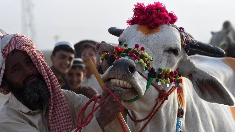 गाय