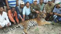 harimau india