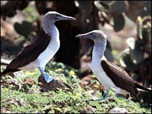 Aves en las Galápagos
