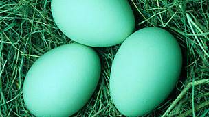 Huevos verdiazules