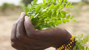 Moringa