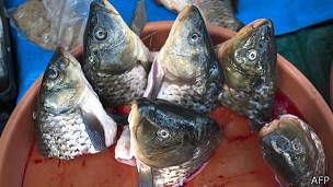 fish
