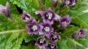 Flores de mandrágora