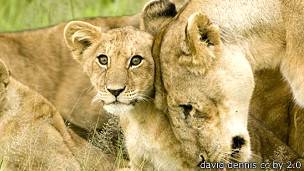 Leonesa con su cría