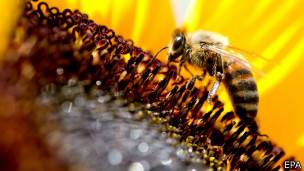 Abeja