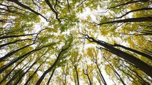 Bosque