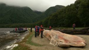 Ballena varada