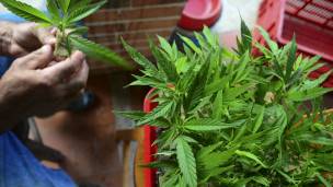 Cannabis