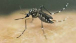 Aedes