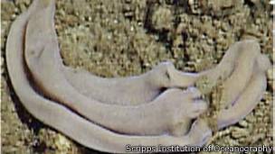 Xenoturbella