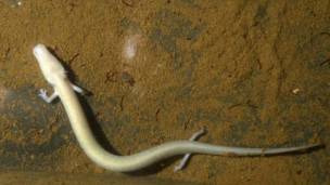 Olm