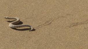 Serpiente