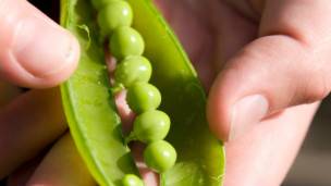 Guisantes