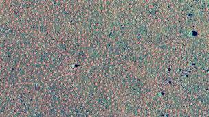 Círculos de hadas en Australia