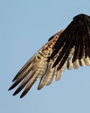 Águila pescadora