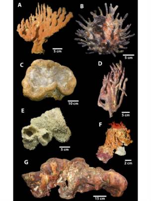 Los oceanógrafos encontraron siete variedades de esponjas, algunas de 100 kilogramos, en el arrecife de coral del río Amazonas.