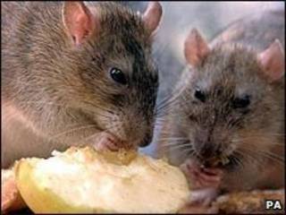Ratos