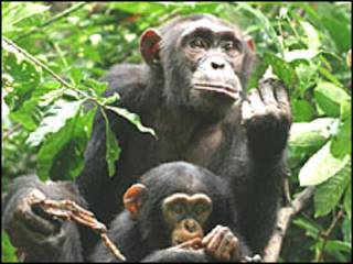 Chimpanzé