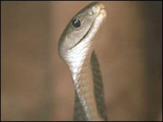 cobra