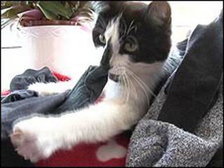O gato Henry