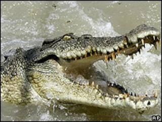 Crocodilo de água salgada no rio Adelaide, em Darwin (arquivo)
