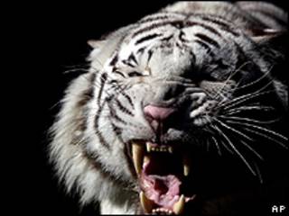 Tigre branco