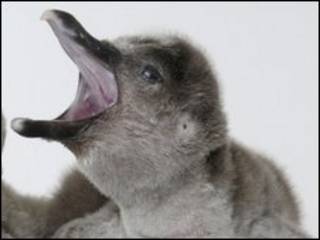 Pinguim de Humboldt