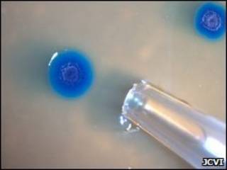 Bacterias modificadas