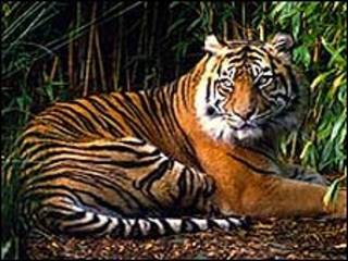 Tigre de Sumatra (Foto: WWF)