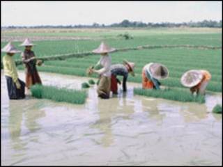 Sawah