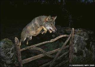 Sotrybook Wolf