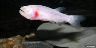 Stygichthys typhlops, el pez ciego de Brasil