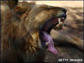 Simba wa hifadhi ya Chipangali