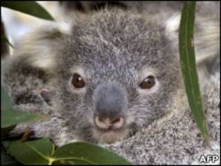 Коала