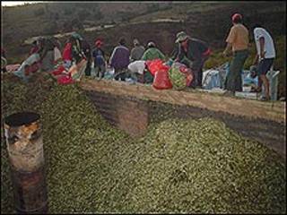 Coca.