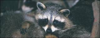 Mapache.