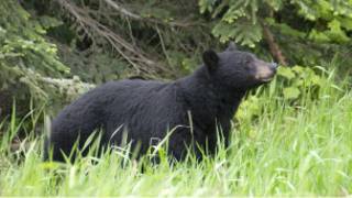 bear