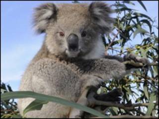 Koala