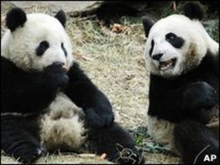 Casal de pandas presenteados pela China a Taiwan