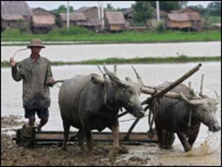 မြန်မာ လယ်သမားတဦးထွန်ရေးငင်နေစဉ်
