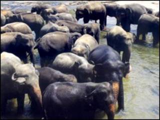 हाथी