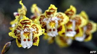 orquídea