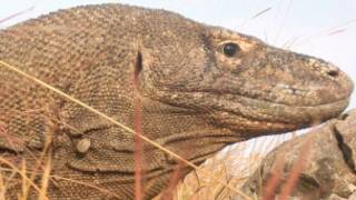 Komodo