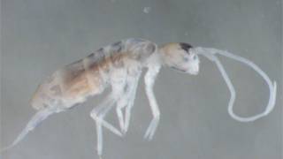 Plutomurus ortobalaganensis