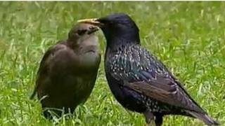 椋鳥