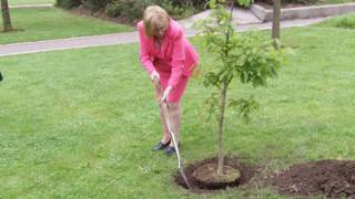 Tricia Marwick