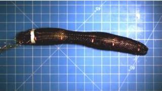 warrior worm