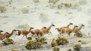 Manada de guanacos