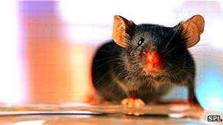 Ratón Foto: SPL